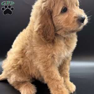 Wells, Mini Goldendoodle Puppy